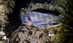 Sparus auratus