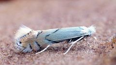 Phyllonorycter harrisella