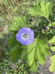 Nicandra physalodes