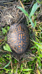 Terrapene carolina carolina
