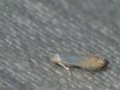 Phyllonorycter harrisella