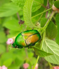 Heterorrhina elegans