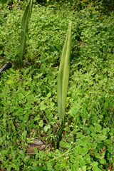 Rohdea urotepala