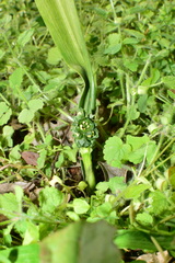 Rohdea urotepala