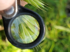 Bromus pubescens