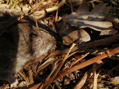 Rattus norvegicus