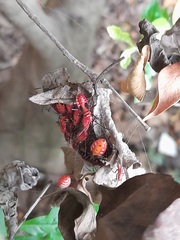 Dysdercus cingulatus