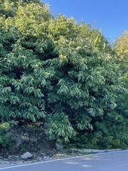 Castanea mollissima