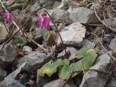 Cyclamen purpurascens