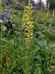 Pedicularis proboscidea