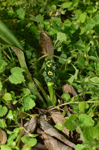 Rohdea urotepala