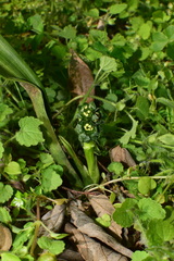 Rohdea urotepala