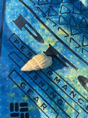 Ilyanassa trivittata