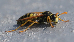 Polistes
