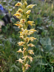 Pedicularis proboscidea