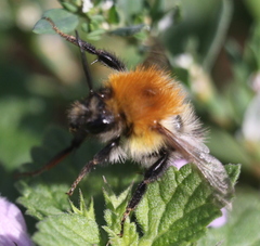 Bombus