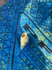 Ilyanassa trivittata