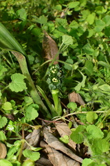 Rohdea urotepala