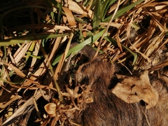 Rattus norvegicus