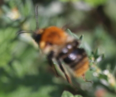 Bombus