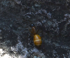Camponotus americanus