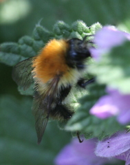 Bombus