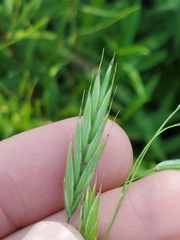 Bromus pubescens