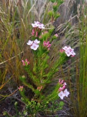Erica fastigiata