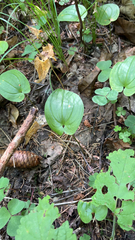 Maianthemum bifolium