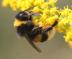 Bombus