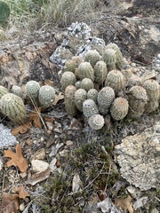 Echinocereus reichenbachii caespitosus