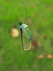 Ischnura