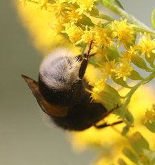 Bombus