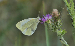 Pieris rapae