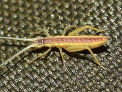 Oecanthus