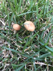 Chalciporus piperatus