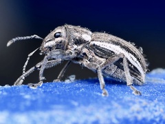 Naupactus leucoloma