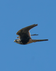 Falco femoralis