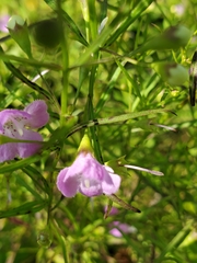 Agalinis tenuifolia