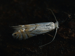 Phyllonorycter heegeriella