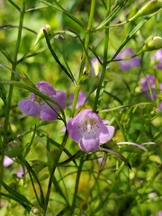 Agalinis tenuifolia