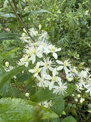 Clematis virginiana