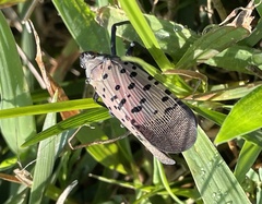 Lycorma delicatula