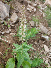 Macropodium nivale