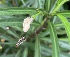 Ischiodon
