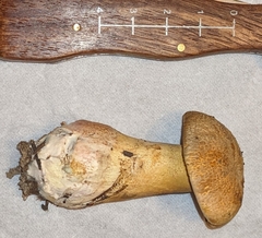 Suillus tomentosus