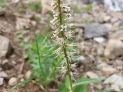 Macropodium nivale