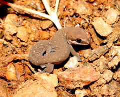 Pachydactylus geitje
