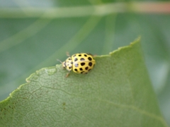 Psyllobora vigintiduopunctata