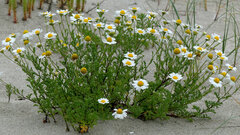 Anthemis maritima